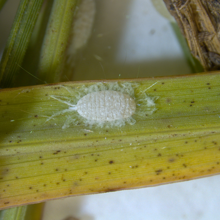 Invasive pasture mealybug spreads to 70 Texas counties, threatening hayfields and pastures, report says